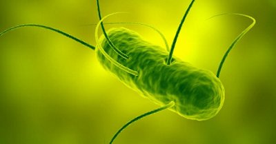 salmonella testing